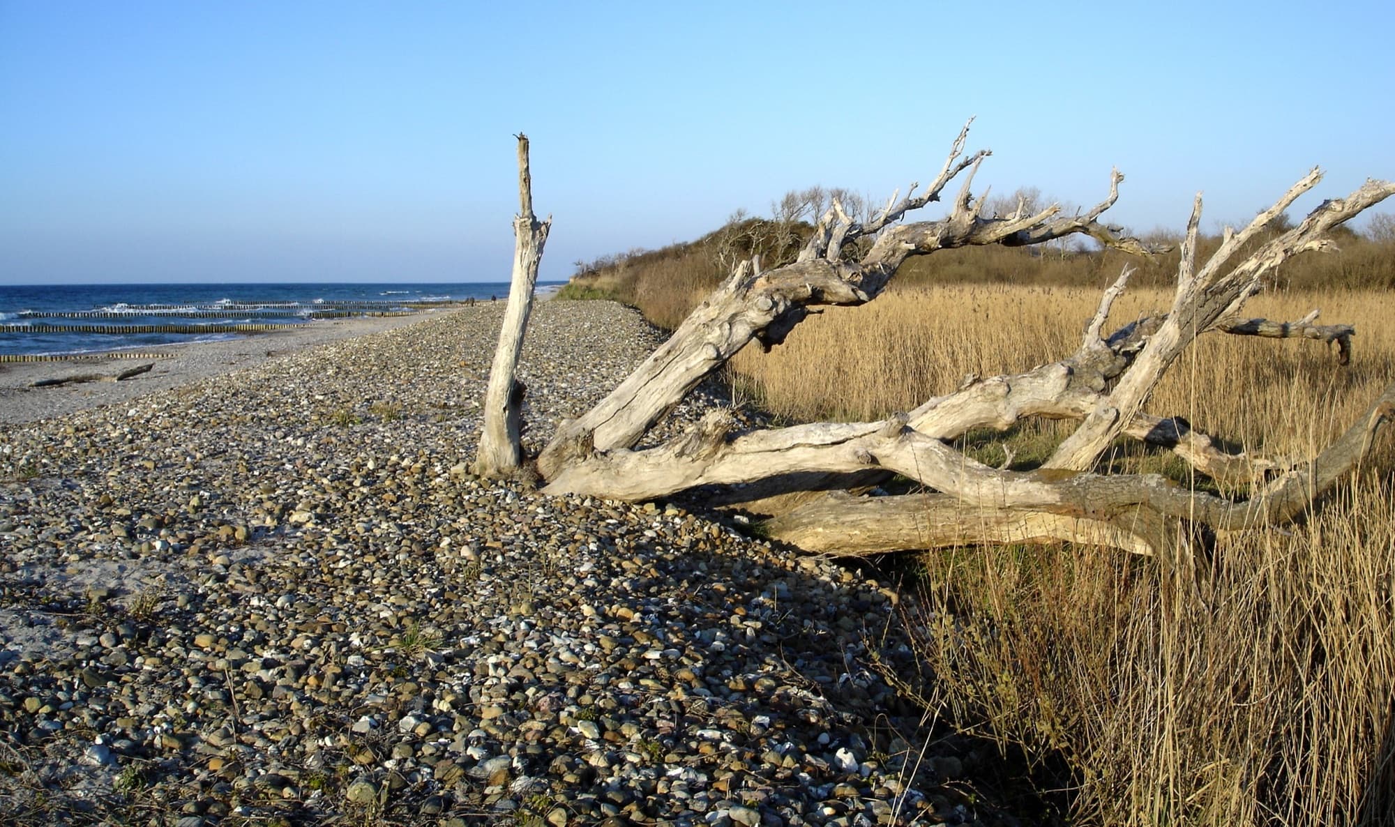 Naturstrand von Börgerende mit Treibholz, Kies und Schilf